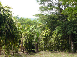 Bananas and other fruits are among the many trees on the property.