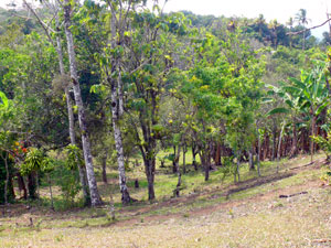 A quebrada or valley beside a wide stream is a pleasant site. 