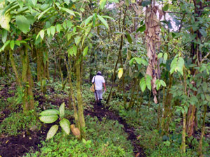 The rancher walks down a forest path toward a spring.