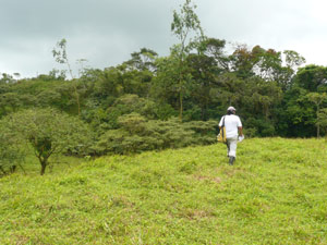 The ranch owner walks across a pasture toward the thick forest.