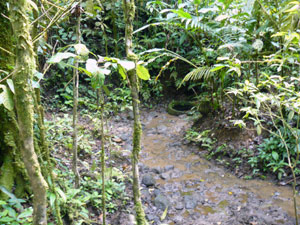 In the forest, a stream flows from the strong spring.