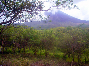 An orchard underlies the volcano view.