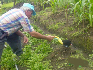 A trusting approach pays off for a hand-fed toucan.