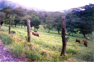 The variety of terrain has pastures supporting a herd of cows.