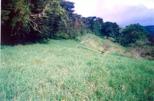 There are substantial forests on the farm.