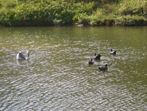 The pond attracts many ucks and other waterfowl. 