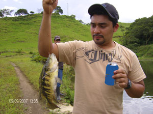 The lake is stocked with large guapote such as this one, the primary fish or which Lake Arenal is notable. 