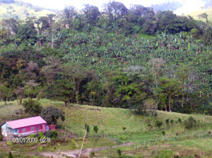 Indigenous tees surround a hillside grove of bananas.