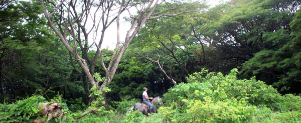 A horse and rider move through the forested property just 100 yards from the paved Tilaran-Libano highway.