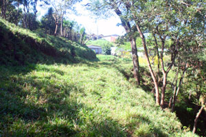 The entry drive into the property is borderd by a line of trees.