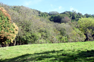 The 4.3 acres open widely with a stream on one border and a hillside on the other and forest beyond.