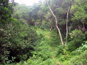 A trail leads through thick forest on the property.