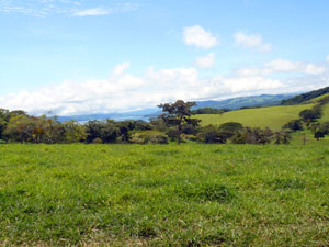 A wooded area on the ranch.