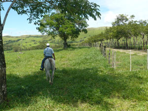 The finquero rides beside the entrance road back toward the stables. 