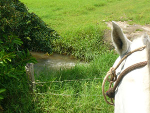 A stream on the finca.