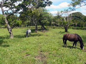 Horses near a water trough fed by a well.