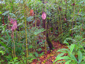 Trails wind through the forest. 