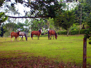 Four of the center's horses.