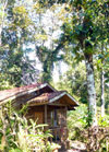 This 10-acre incomplete eco-tourism development has 3 enchanting rustic but modern cabins surrounded by wildlife rich jungle and with Lake Arenal views.