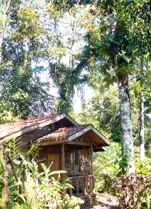 The cabins are surrounded by lush jungle as well as pretty landscaping and birds and animals abound. 