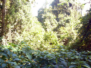 This photo shows some of the wonderful thick and varied forest surrounding the cabins. 