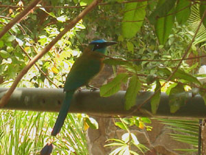 Many types of birds and butterflies visit the hotel, inlcuding this beautiful "bobo."