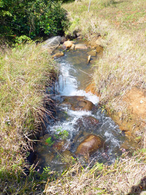 One of several streams emerges from the woods. 