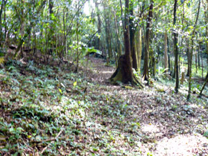 This trail meanders through a forest of two acres near the buildings. 