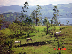 The horses and cattle on this beautiful volcano-view property are included in the sale. 