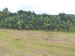 The many fruit trees on the property include this banana grove. 