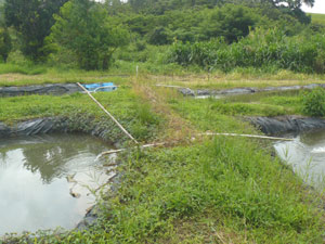 There's plenty of incoming water for the existing ponds as the view of 4 ponds receiving water shows. 