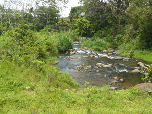 The Rio Piedras flows along the western border of the property and will be the water source for the full complement of ponds. 