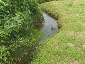 This stream is the current source of water for the existing ponds.