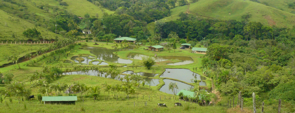 The hidden valley with its maze of tilapia ponds set amid golf-course quality landsaping has wonderful potential as a sports or yoga resort.