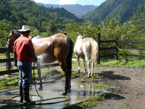 Horses get washed down at a nearby horseback riding center.