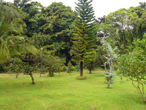 The land between the buildings and the northside forest has many fruit trees and ornamentals. Orchids grow on the trunks of many of them.