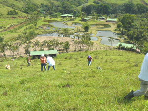 In June La Reserva Forest Foundation organized a crew of workers and volunteers who planted 1600 trees of various indigenous types on the pastured hillsides above the ponds. 