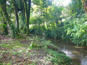 A healthy streams skirts the northeast end of the property. 