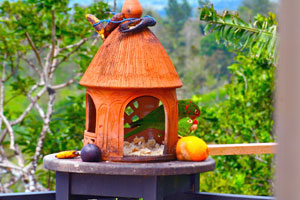 A visiting parrot eats fruit on the deck's feeder. 