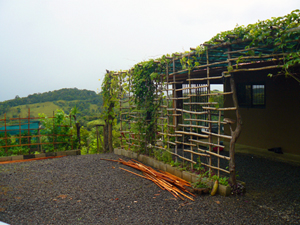 The arbor, constructed recently, is already largely covered with vegetable and flower vines. 