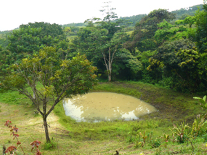 Presently rain has made a pond of what is meant to be eventually a spring-fed swimming pool.