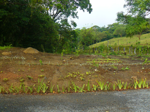 Above the driveway is an area newly planted with a a variety of fruit trees.