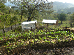 Between the main and the caretakers' house are flourishing organic gardens, including a greenhouse.  