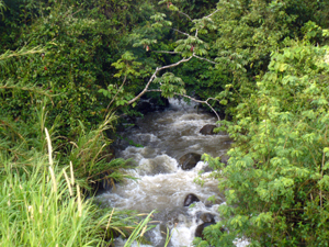 The Rio Aguacate, a wide and boistrous stream, forms the long northern border of the acreage. 