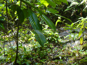 This stream is to be diverted to the pond before resuming its path to the Rio Aguacate.