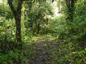 A pretty trail leads from the poond into the forest toward the stream.