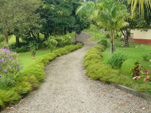 This is the current landscaped driveway to the house. 