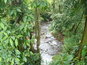 Two streams join behind the property to form this small river that borders the property until it reaches the highway.