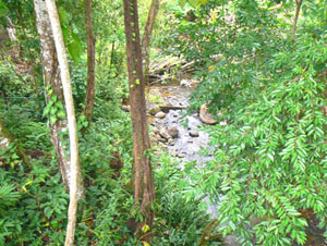 A lovely stream flows past the house below the terrace. 