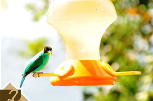 On of the many colorful visitor looks toward the camera from his perch on a feeder.